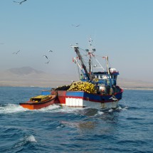 Fishing cutter followed by birds